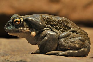 Bufo Alvarius (5-MeO-DMT, Toad) and healing unconscious trauma