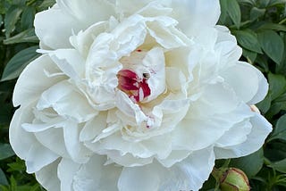 Full white peony blossom with pink in the center