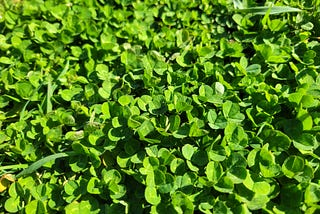 A field of bright green clover