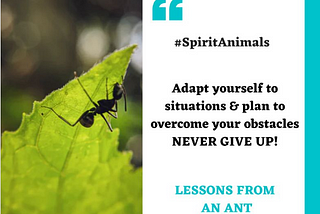 Life Lessons You Can Learn From An Ant