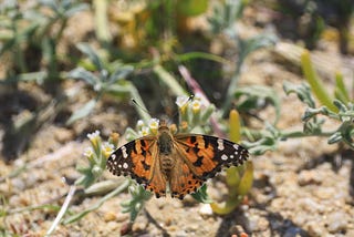 About Butterflies and Other Desert Life