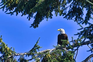 The Endangered Species Act of 1973