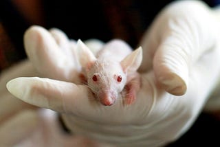Exploring the Morality of Animal Testing