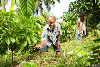 Harvesting Fiji Cacao beans by Fijiana Cacao