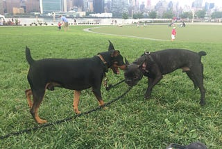 Why NYC is a paradise for dogs?