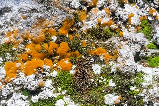 Towards Symbiotic Leadership