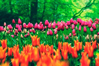 When Flowers Became Money in Netherlands