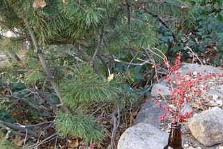 Cotoneaster Christmas