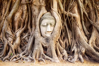 buddha head sculpture peers out of tree roots