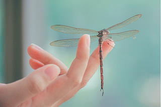 Dragonfly lands on human hand