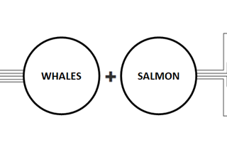 Spawning Salmons, Not Creating Whales — a New Paradigm for Accelerating Social Transformation.