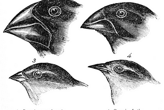 Evolution and Neural Networks