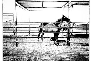 Photographers: Tired of the Struggle? Maybe Your Horse Is Dead.