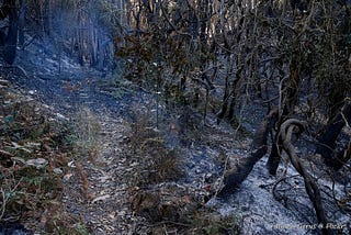 The aftermath of Australia’s fires proves that their climate tragedies are not over.