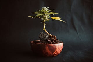 New to Cannabis? Start Learning Here.