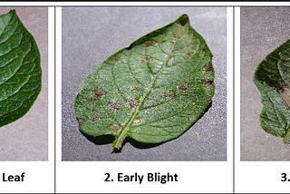 Potato Leaf Disease Classification model using VGG16