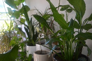 Air-Purifying Houseplants and Other Myths