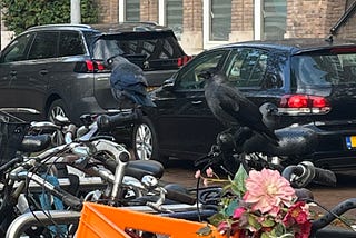 Flock Together