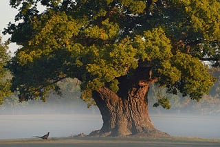 An Urgent Request From The Trees