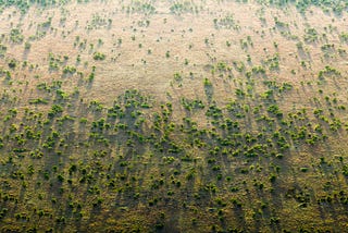 African nations may be showing the way for climate change control: The Great Green Wall