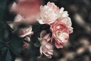 A rose bush with antique, dusky pink blooms