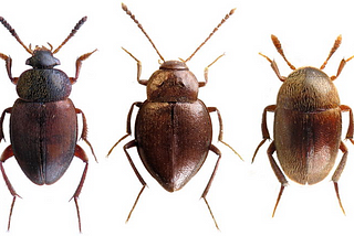The little, tiny beetles: Have you seen them?