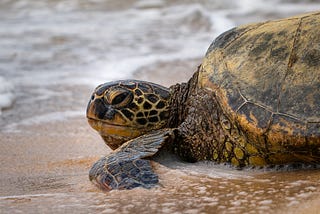 Punahele & The Majesty of Green Sea Turtles