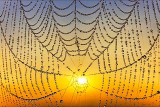 Spiderweb covered in dewdrops backlit by a yellow sunset.