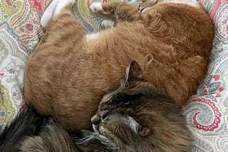 Two tabby cats-one dark and one auburn, snuggle sleeping together on a bedspread.