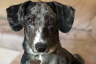 Meet Huxley(pictured). This rescue pup is the unlikely combination of dachshund and cattle dog.