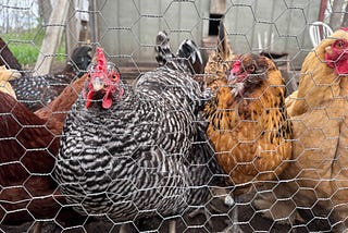 Birds, Wings and Flight