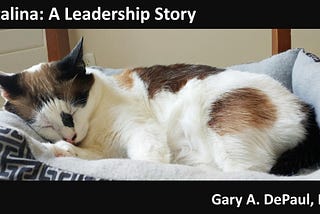 Photograph of Catalina, a cat who is sleeping in a pet bed.