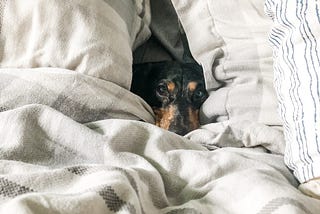 Black & tan dog in bed beetween two pillows