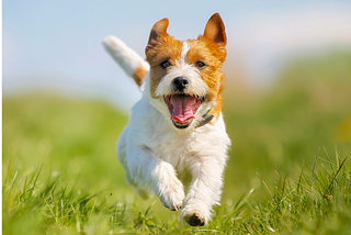 Jack Russel training — 10 tips