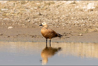 Ruddy shelduck and whimsical waddles…