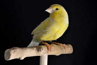 The Canary in the Coalmine