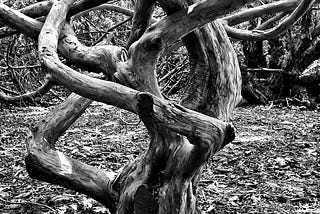 The Wonderful, Magical, and Oddly-shaped World of Trees