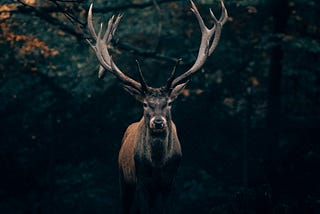 front-facing profile of a male deer with large antlers, emerging from a dark cave, fall foliage above