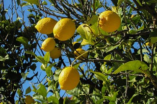 Falling Leaves on Lemons: Causes and Solutions for Effective Care of This Fruit Shrub