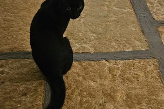 Yogic Cat Drinking Milk