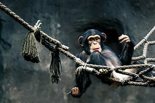 Chimpanzee on a rope hammock staring at viewers.