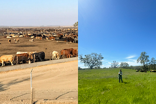 Will regenerative ranching ease my guilt about eating beef?