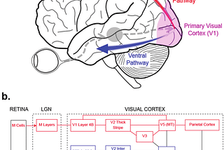 Image of the hierarchical structure of the visual processing pathway of the brain.