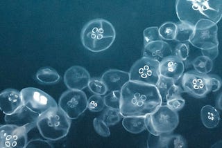 Why I Love Jellyfish