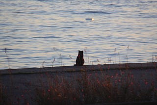 The Black Cat