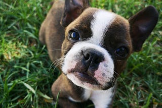 Helpful Tricks For Potty Training Your Puppy