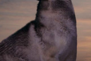 Lonely like the wolf