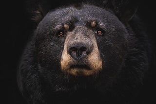 곰에게 춤을 가르치지 마세요.