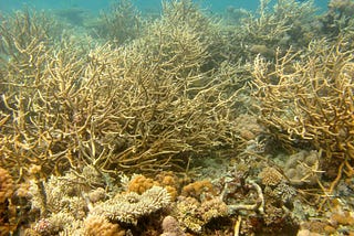 1.5 C warming, coral reefs and saving everything