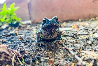 Gratitude and Frogs